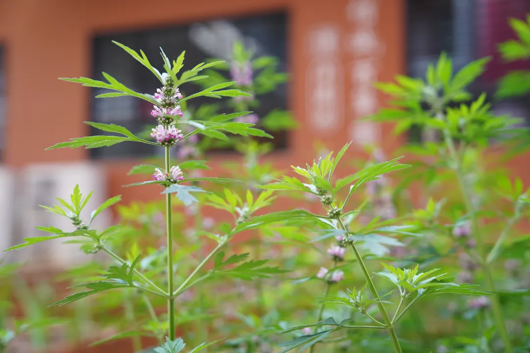 谈球吧